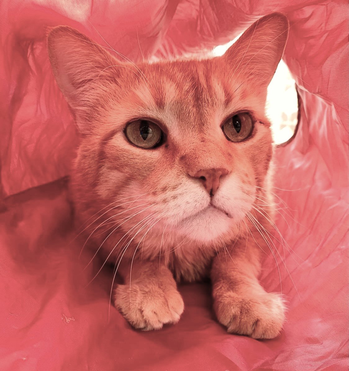 Mr. Orange