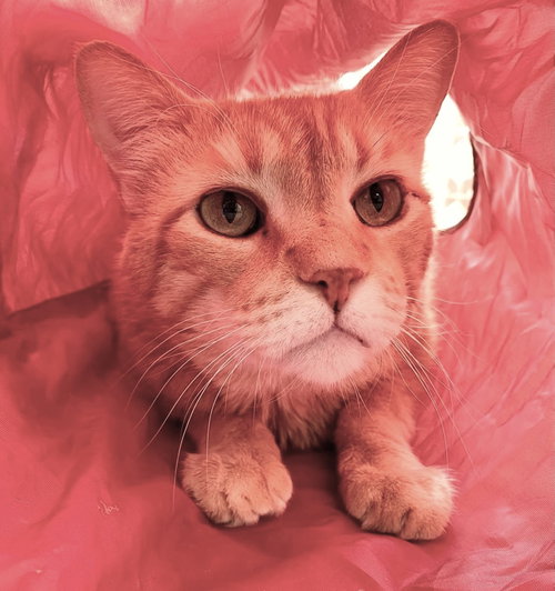 Mr. Orange, Adult Domestic Short Hair / Mixed (short coat), cat for adoption in Marana, Arizona