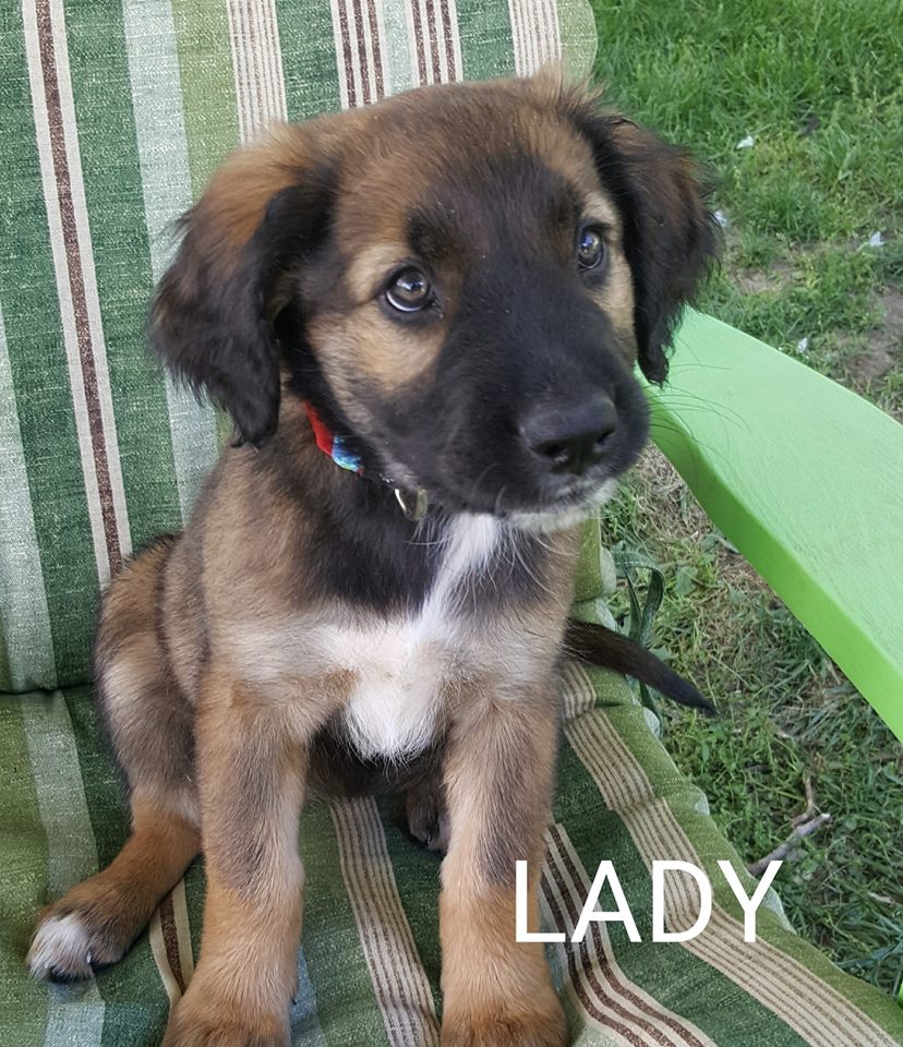 Brindle golden retriever sales mix