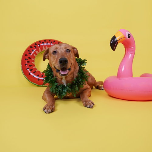 RORY VII - Labrador Retriever available for adoption