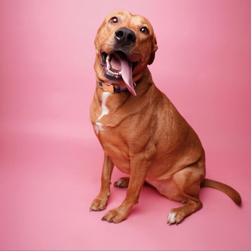 RORY VII - Labrador Retriever available for adoption