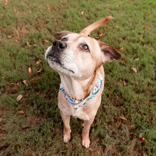 COTTON - Pit Bull Terrier available for adoption
