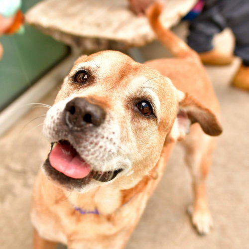 COTTON - Pit Bull Terrier available for adoption