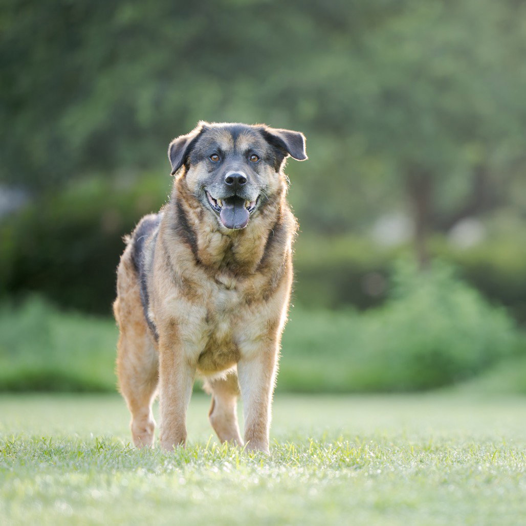 German Shepherd