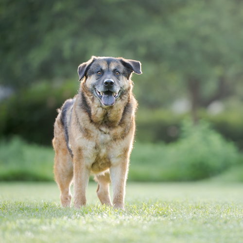 PEAR - German Shepherd Dog available for adoption
