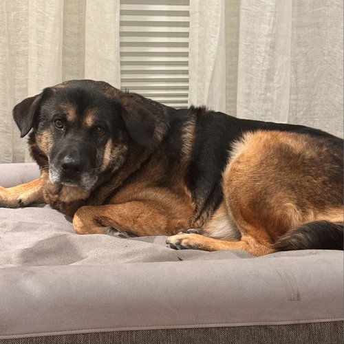 PEAR - German Shepherd Dog available for adoption