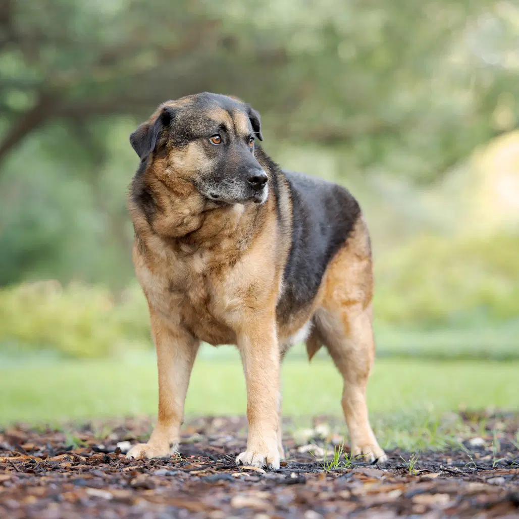 Pear - German Shepherd Dog