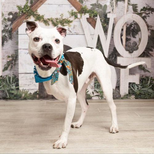 BRIAN - Pit Bull Terrier available for adoption