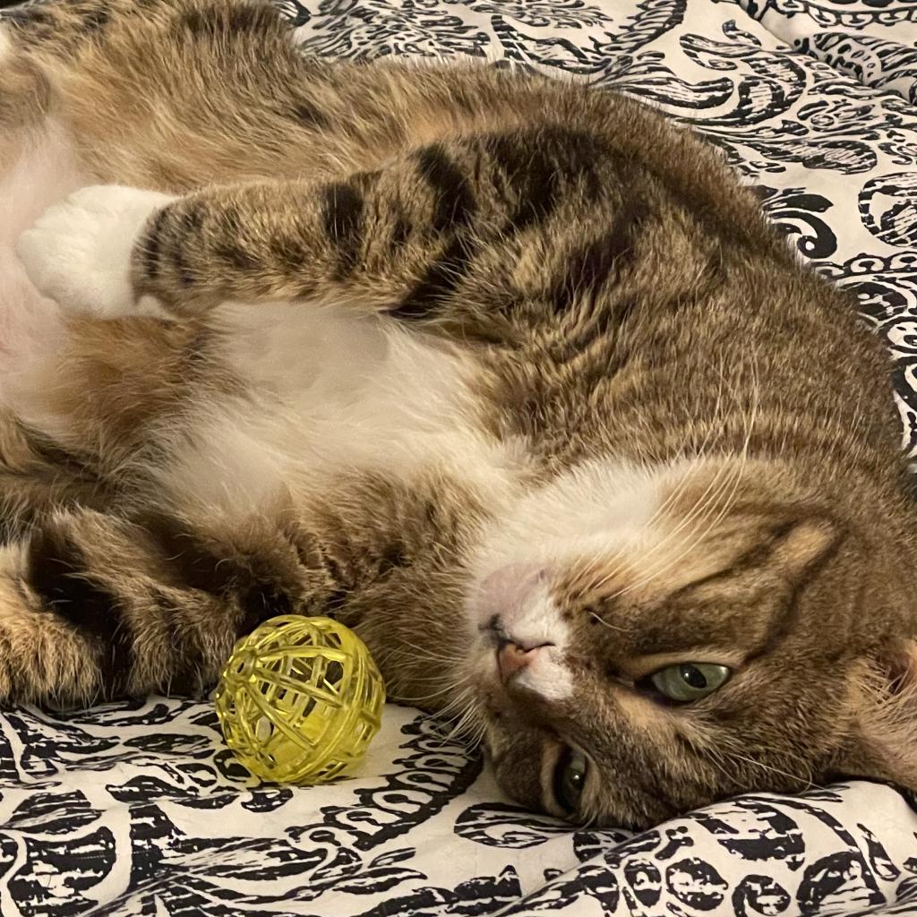 Mango III Image