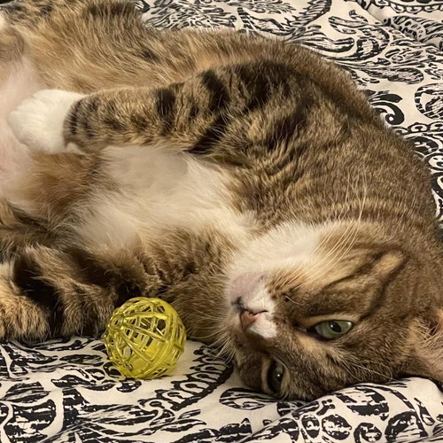 MANGO III - Domestic Short Hair available for adoption