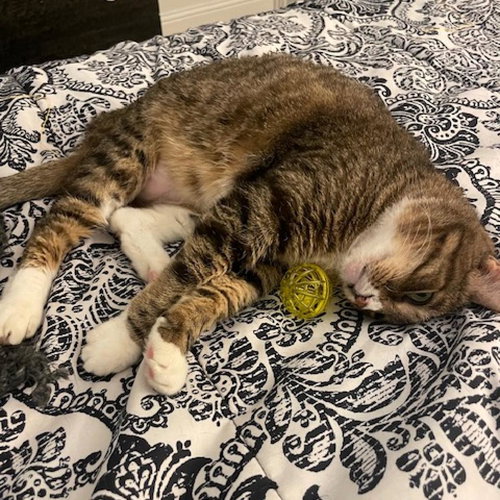 MANGO III - Domestic Short Hair available for adoption