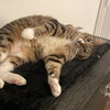 Mango III - Photo 4