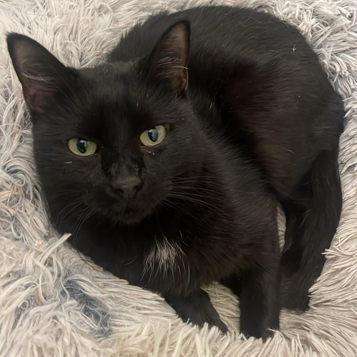 ASHA - Domestic Short Hair available for adoption
