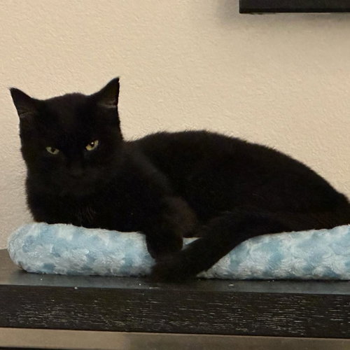 YEVA - Domestic Short Hair available for adoption