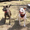Hamilton IV - Photo 4