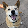 Jack - Photo 1