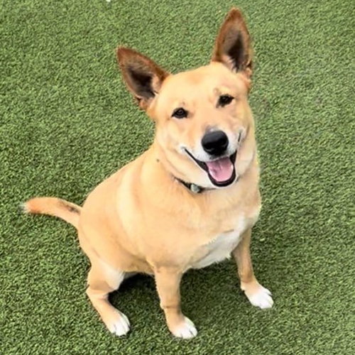 JACK - Shepherd available for adoption