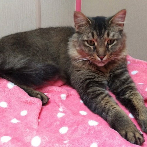 PISTOL - Domestic Short Hair available for adoption