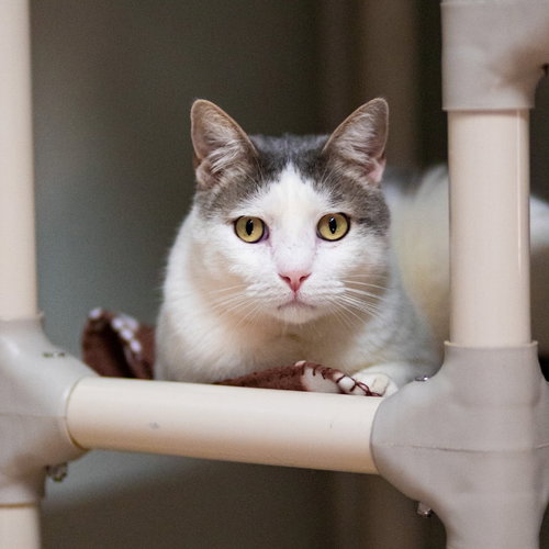 RIGGS - Domestic Short Hair available for adoption