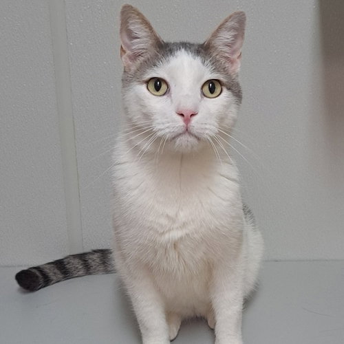 RIGGS - Domestic Short Hair available for adoption