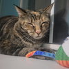 Theodora - Photo 4