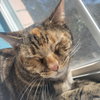 Theodora - Photo 4