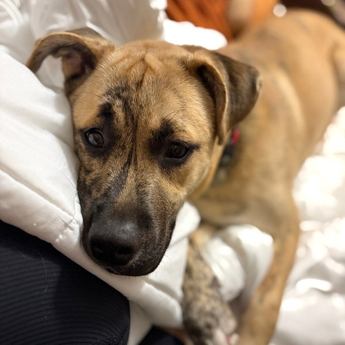 WALLY VI - Pit Bull Terrier available for adoption
