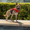 Wally VI - Photo 1
