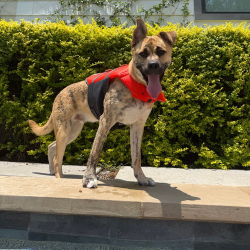 Wally VI, an adoptable Pit Bull Terrier in Dallas, TX