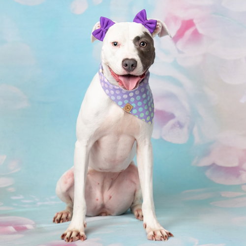 KALI II - Pit Bull Terrier available for adoption