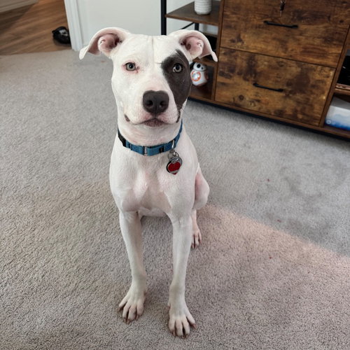KALI II - Pit Bull Terrier available for adoption