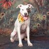 Kali - Photo 1