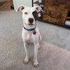 Kali - Photo 2