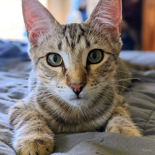 DARK 'N' STORMY - Domestic Short Hair available for adoption