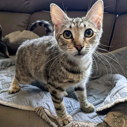 DARK 'N' STORMY - Domestic Short Hair available for adoption