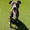 Buddy - Photo 1