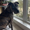 Buddy - Photo 2