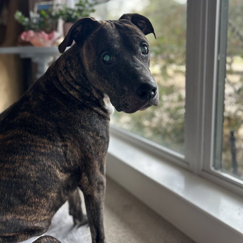 BUDDY - Terrier available for adoption