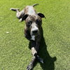 Buddy - Photo 4