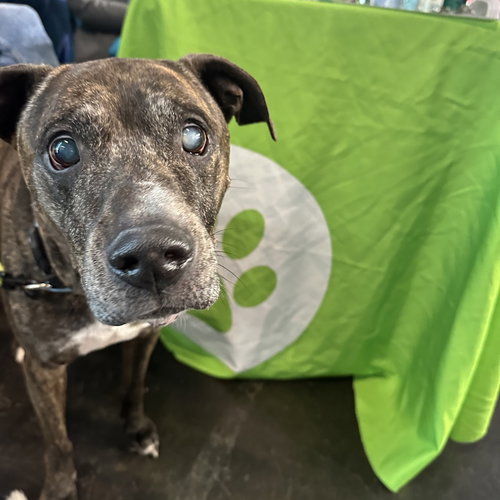 Buddy, an adoptable Labrador Retriever in Dallas, TX