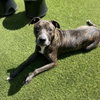 Buddy - Photo 3