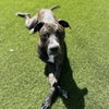 Buddy - Photo 4