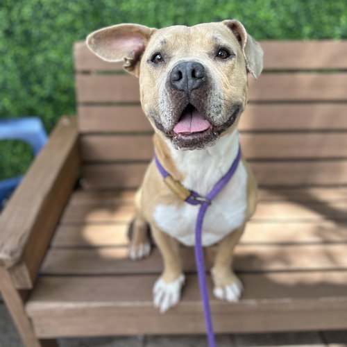 Baker, an adoptable Terrier in Dallas, TX