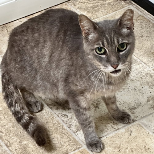 GRAY - Domestic Short Hair available for adoption