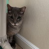 Gray - Photo 2