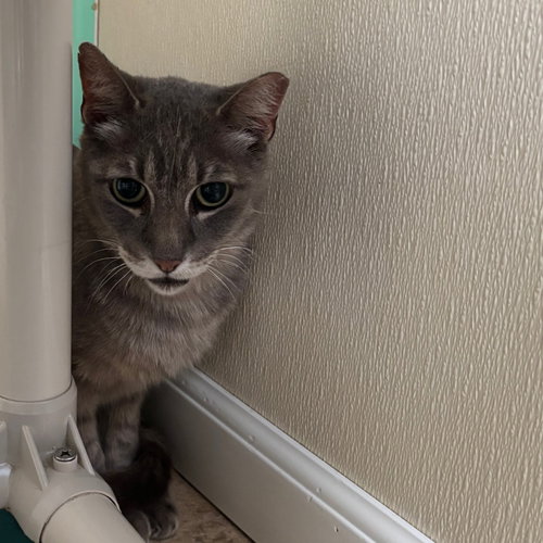 GRAY - Domestic Short Hair available for adoption