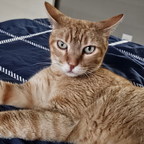 CUDDLEBUG - Domestic Short Hair available for adoption