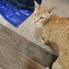 Cuddlebug - Photo 4