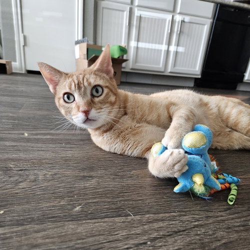 Cuddlebug, a cat for adoption from Dallas Pets Alive