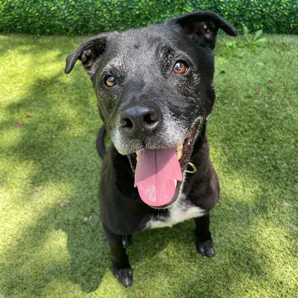Melvin - Black Labrador Retriever